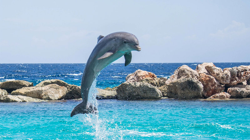 A dolphin jumping from clear blue water